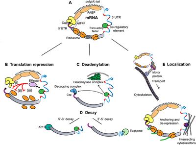 Ciphers and Executioners: How 3′-Untranslated Regions Determine the Fate of Messenger RNAs